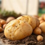 A verity of potato on potato day